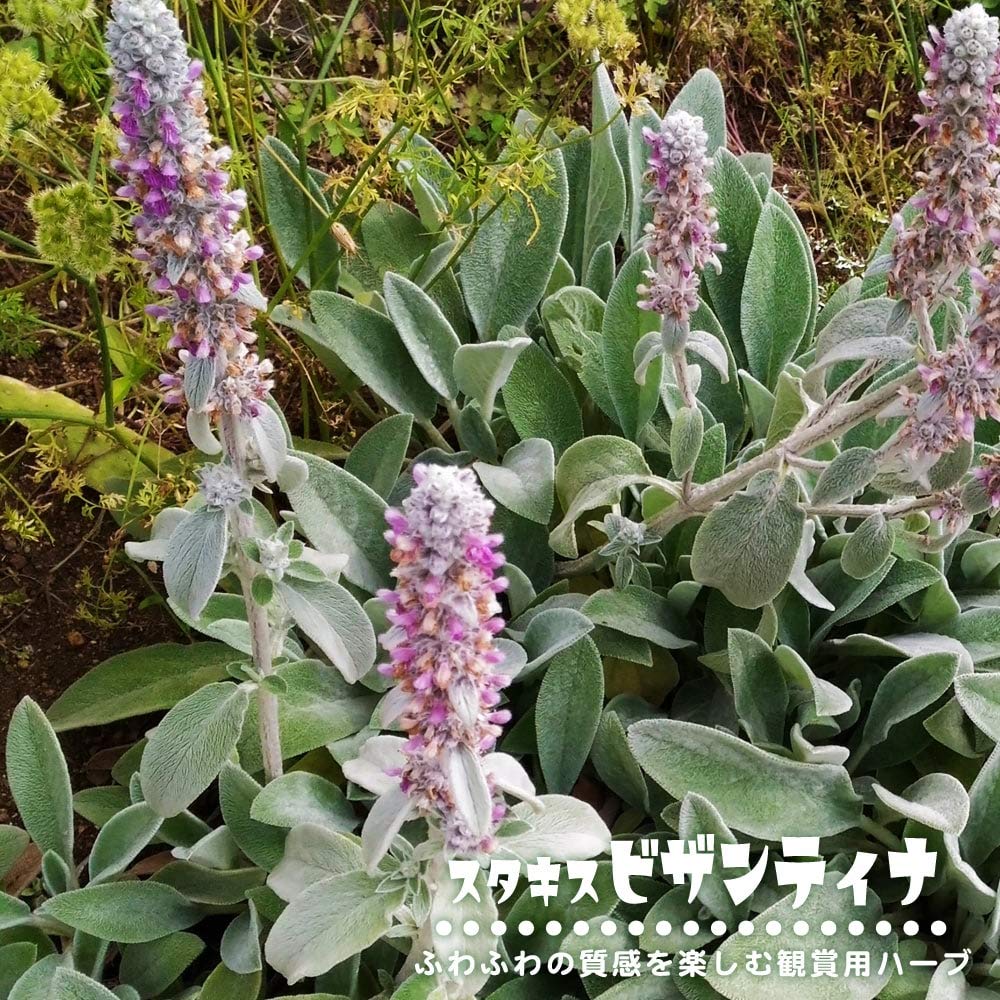 9月から販売再開 カットしたので少し小苗ラムズイヤー　根付き　抜き苗　3本セット 9月から販売再開 カットしたので少し小苗ラムズイヤー 根付き 抜き苗 3本